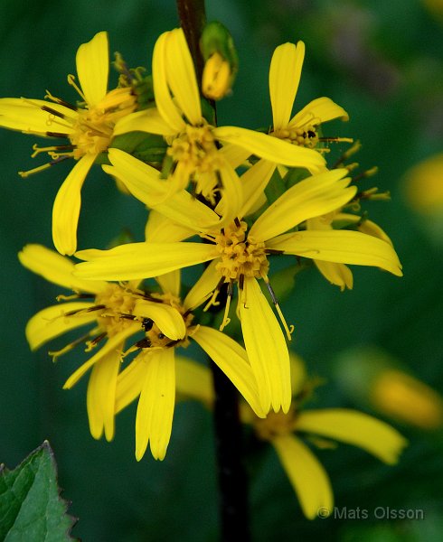 Gullstav, Ligularia stenocephala