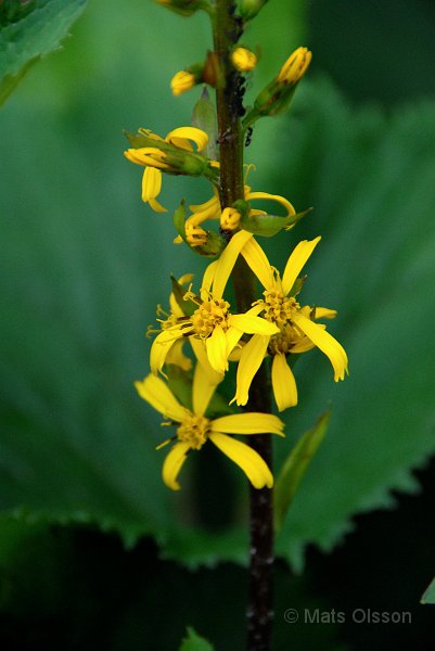 Gullstav, Ligularia stenocephala