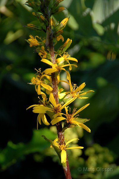 Gullstav, Ligularia stenocephala