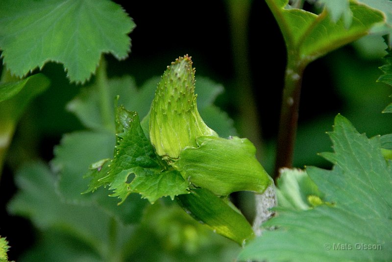 Gullstav, Ligularia stenocephala