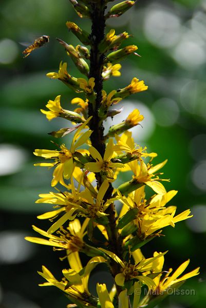 Gullstav, Ligularia stenocephala