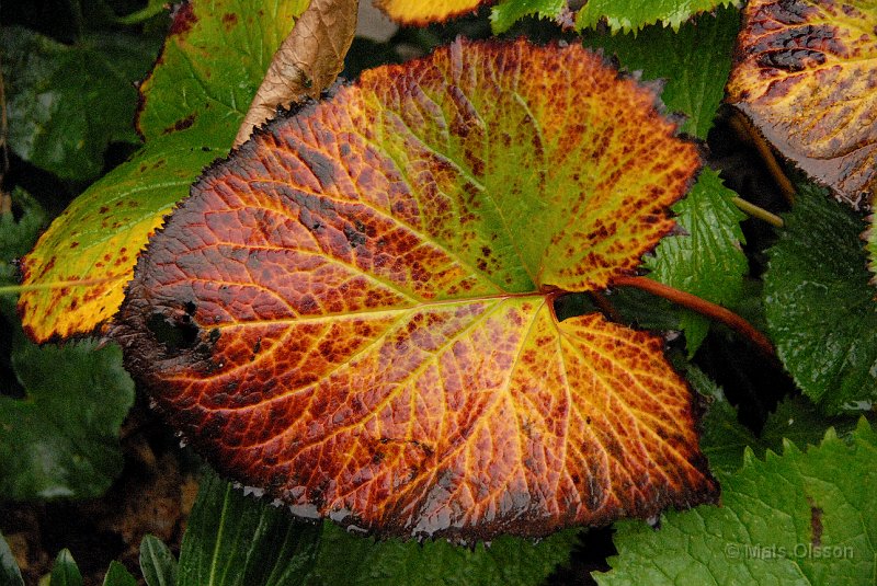 Gullstav, Ligularia stenocephala