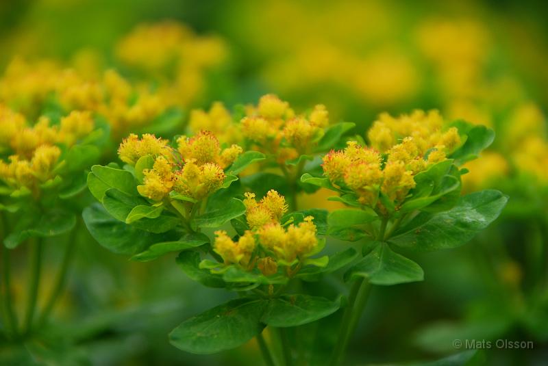 Gulltrel, Euphorbia polychroma