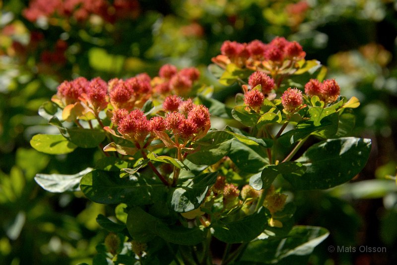 Gulltrel, Euphorbia polychroma