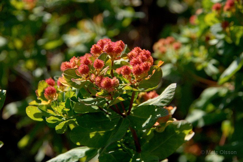Gulltrel, Euphorbia polychroma