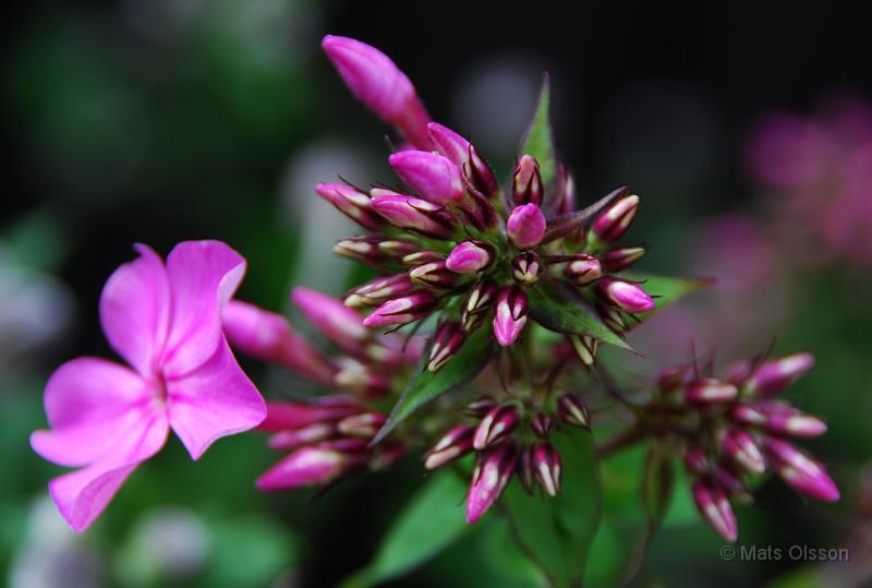 Hstflox, Phlox paniculata hybrid