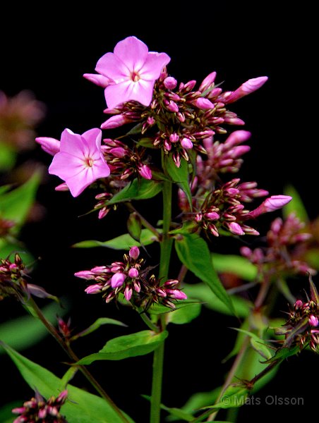 Hstflox, Phlox paniculata hybrid