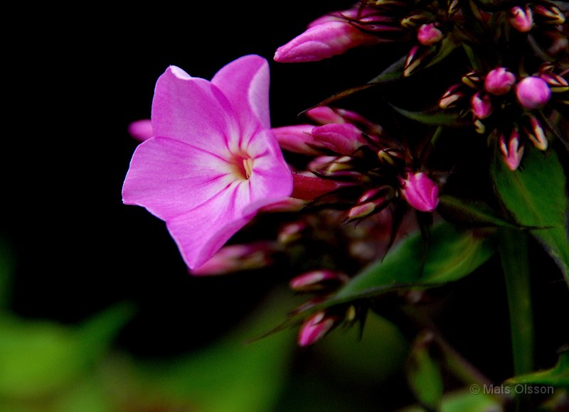 Hstflox, Phlox paniculata hybrid