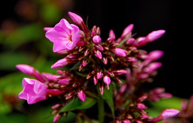 Hstflox, Phlox paniculata hybrid
