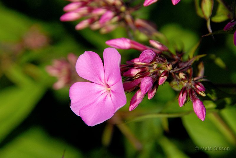 Hstflox, Phlox paniculata hybrid