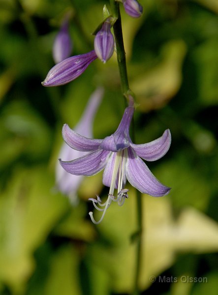 Hstfunkia, Hosta lancifolia