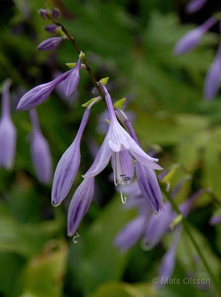 Hstfunkia, Hosta lancifolia