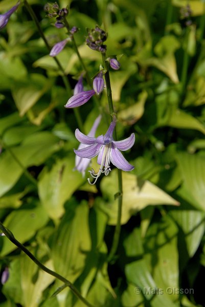 Hstfunkia, Hosta lancifolia
