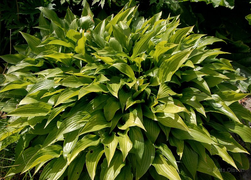 Hstfunkia, Hosta lancifolia