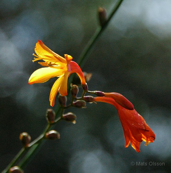 Hstlilja, Crocosmia x crocosmiiflora