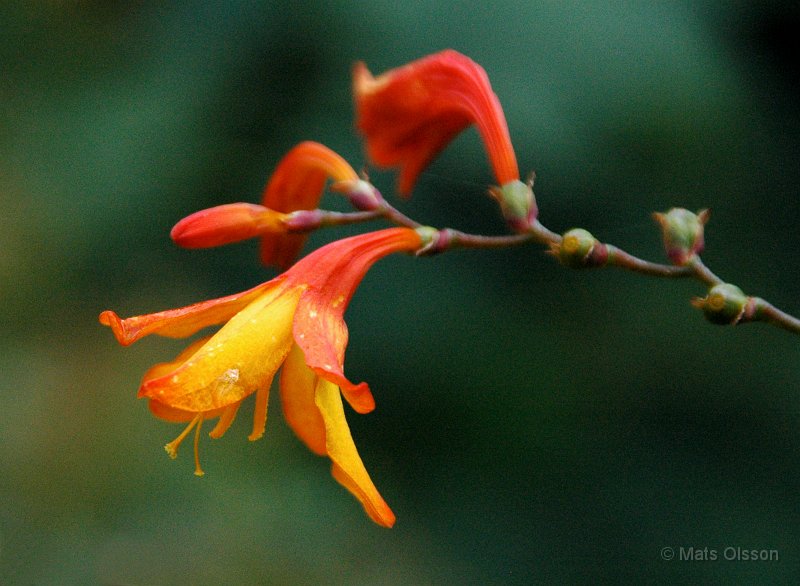 Hstlilja, Crocosmia x crocosmiiflora