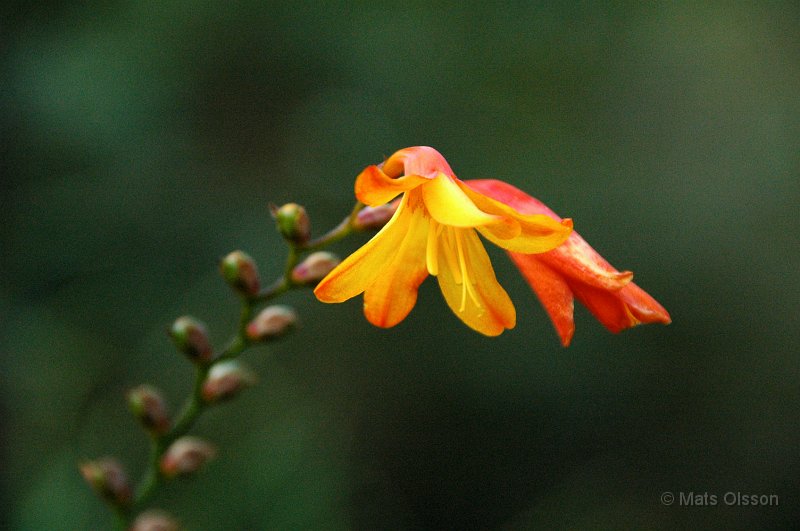 Hstlilja, Crocosmia x crocosmiiflora