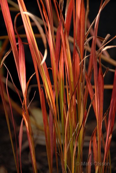 Japanskt blodgrs, Imperata cylindrica 'Red Baron'