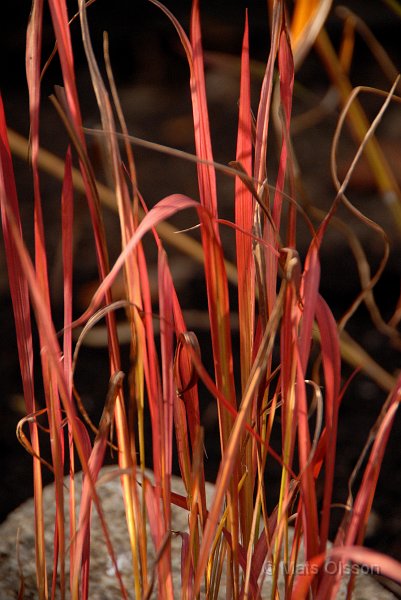 Japanskt blodgrs, Imperata cylindrica 'Red Baron'
