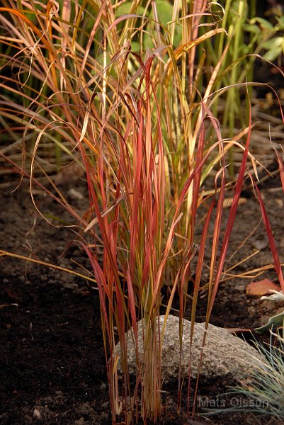 Japanskt blodgrs, Imperata cylindrica 'Red Baron'