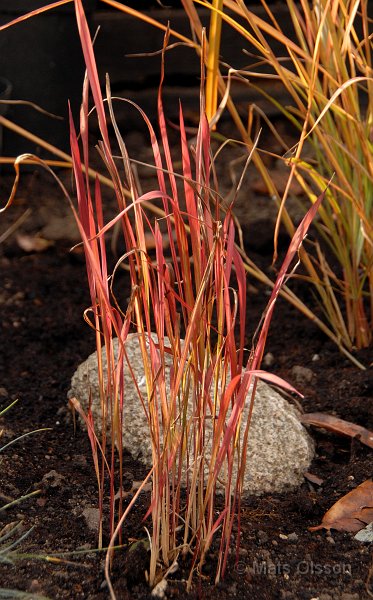 Japanskt blodgrs, Imperata cylindrica 'Red Baron'