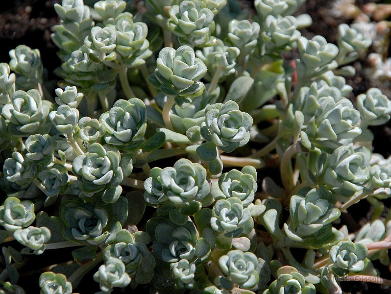 Kalifornisk fetknopp, Sedum spathulifolium 'Cape Blanco'