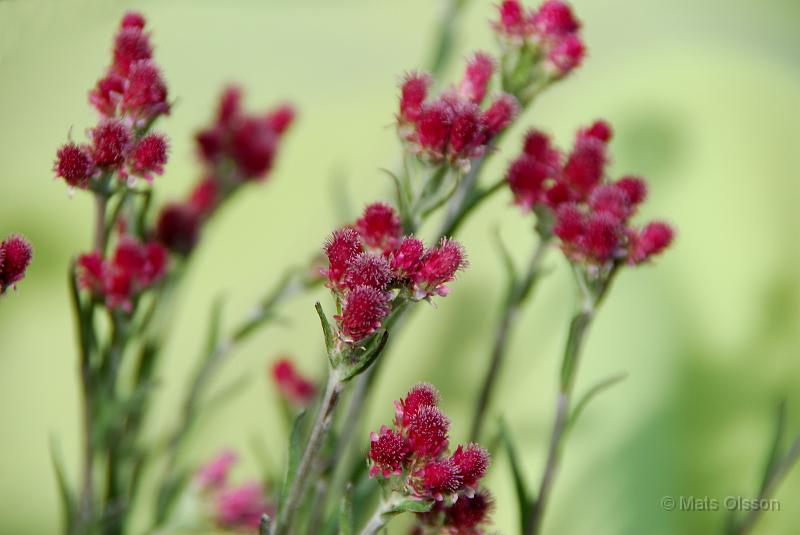 Kattfot, Antennaria dioica 'Rubra'