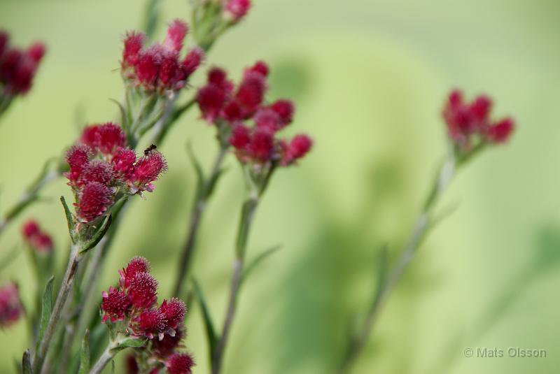 Kattfot, Antennaria dioica 'Rubra'