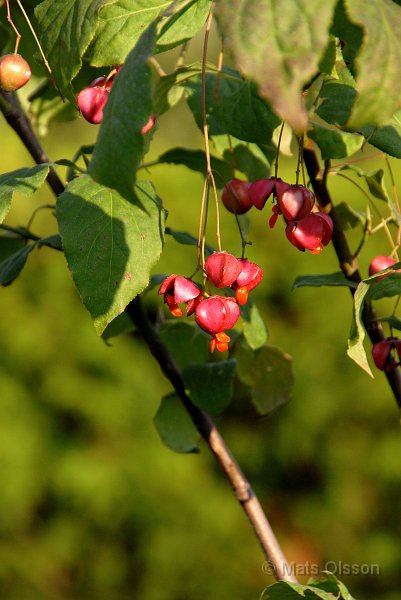 Krsbrsbenved, Euonymus planipes