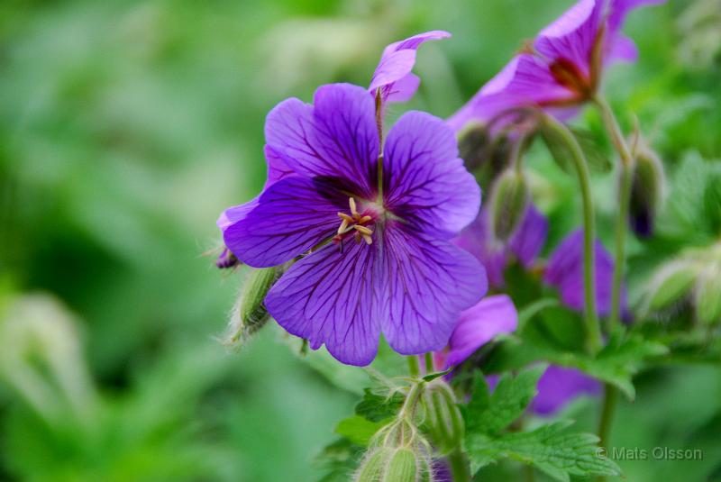 Kungsnva, Geranium magnificum