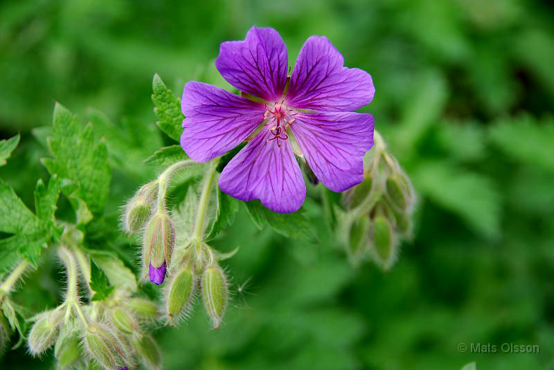 Kungsnva, Geranium magnificum