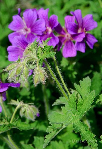 Kungsnva, Geranium magnificum