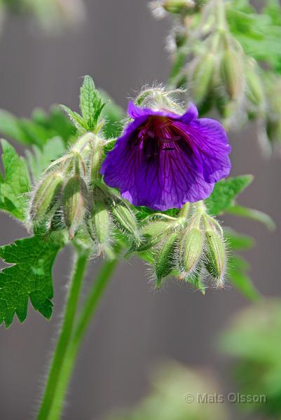 Kungsnva, Geranium magnificum