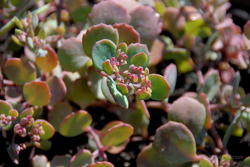 Liten krleksrt, Sedum cauticola 'Lidakense'