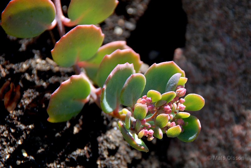 Liten krleksrt, Sedum cauticola 'Lidakense'