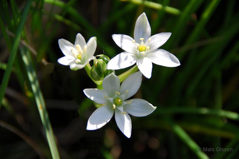 Morgonstjrna, Ornithogalum umbellatum