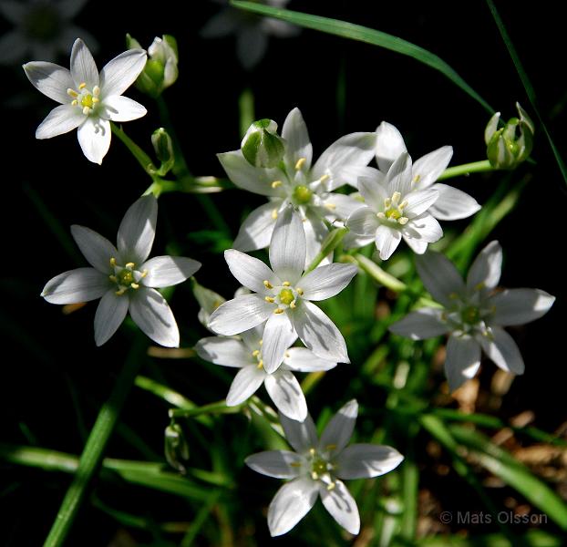Morgonstjrna, Ornithogalum umbellatum