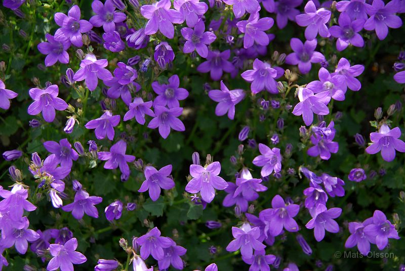 Murklocka, Campanula portenschlagiana