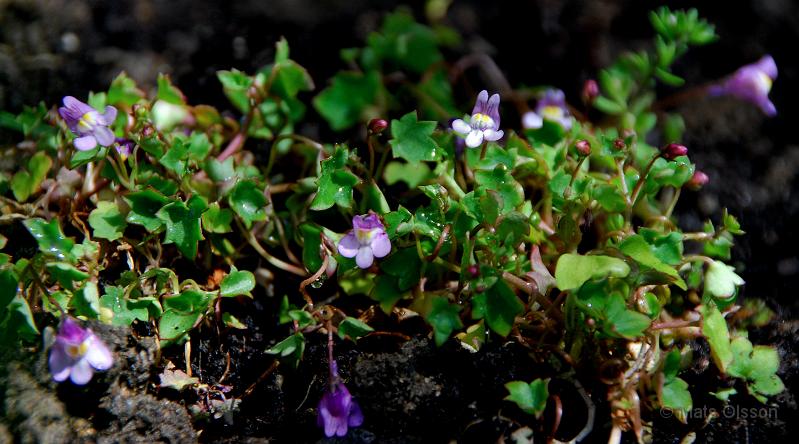 Murreva, Cymbalaria muralis