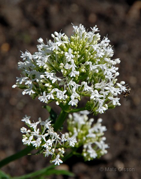 Piprt, Centranthus ruber 'Albus'