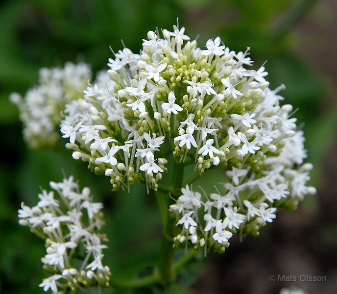 Piprt, Centranthus ruber 'Albus'