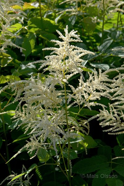 Plymspirea, Aruncus dioicus