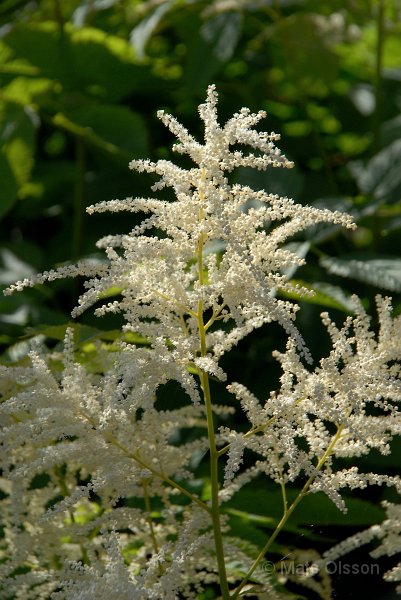 Plymspirea, Aruncus dioicus