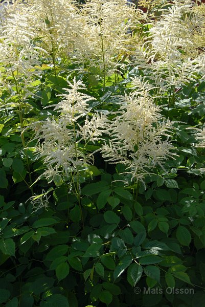 Plymspirea, Aruncus dioicus