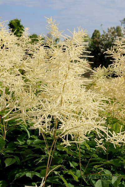 Plymspirea, Aruncus dioicus