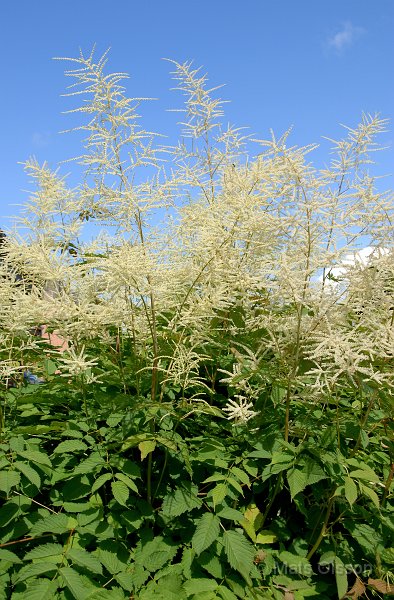 Plymspirea, Aruncus dioicus