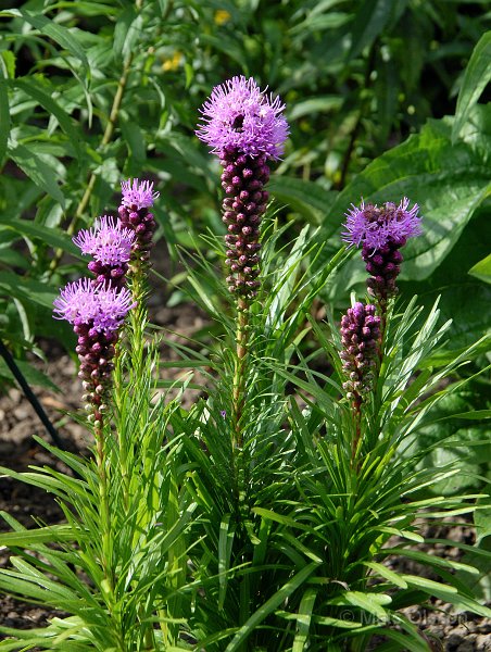 Rosenstav, Liatris spicata