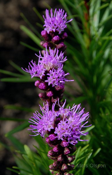 Rosenstav, Liatris spicata