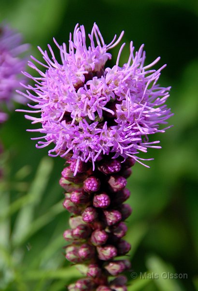 Rosenstav, Liatris spicata