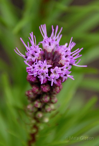 Rosenstav, Liatris spicata